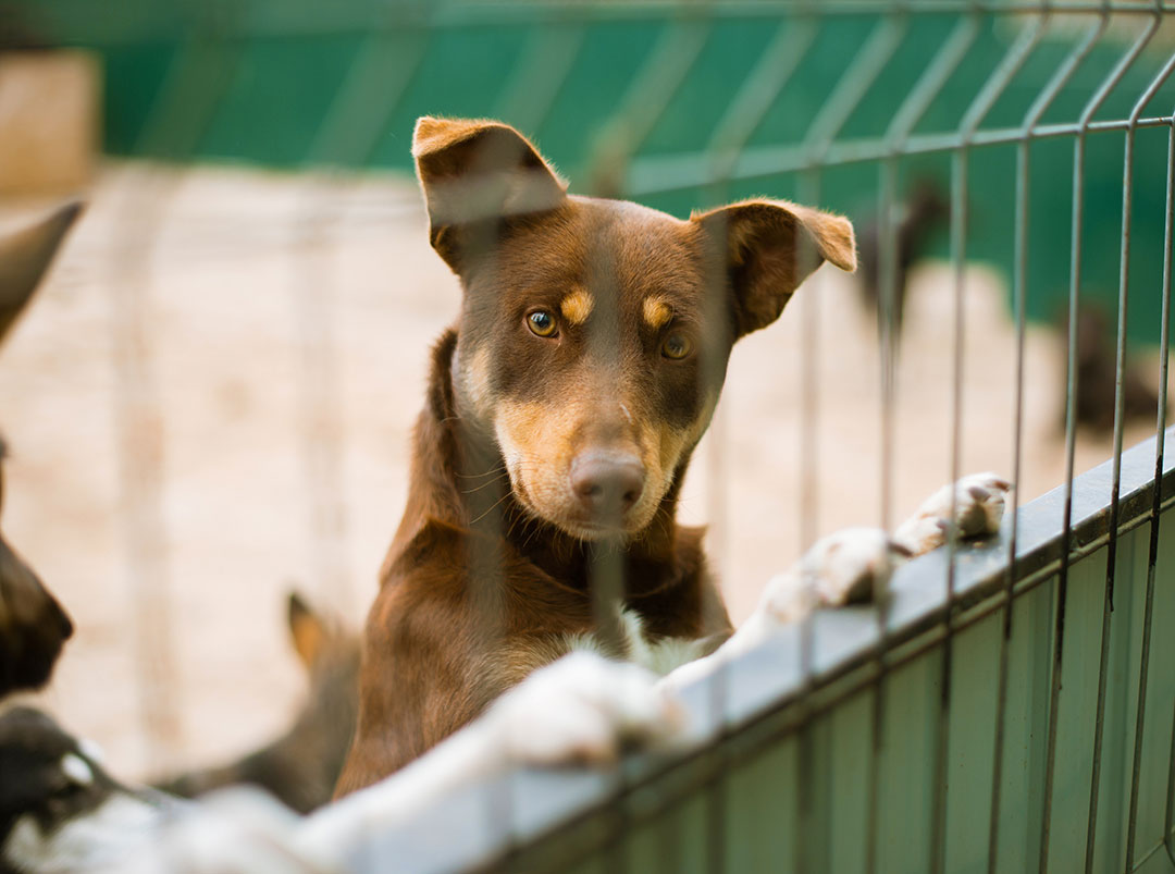Neuter Puppy Near Me Finding the Perfect Veterinarian for Your Furry Friend