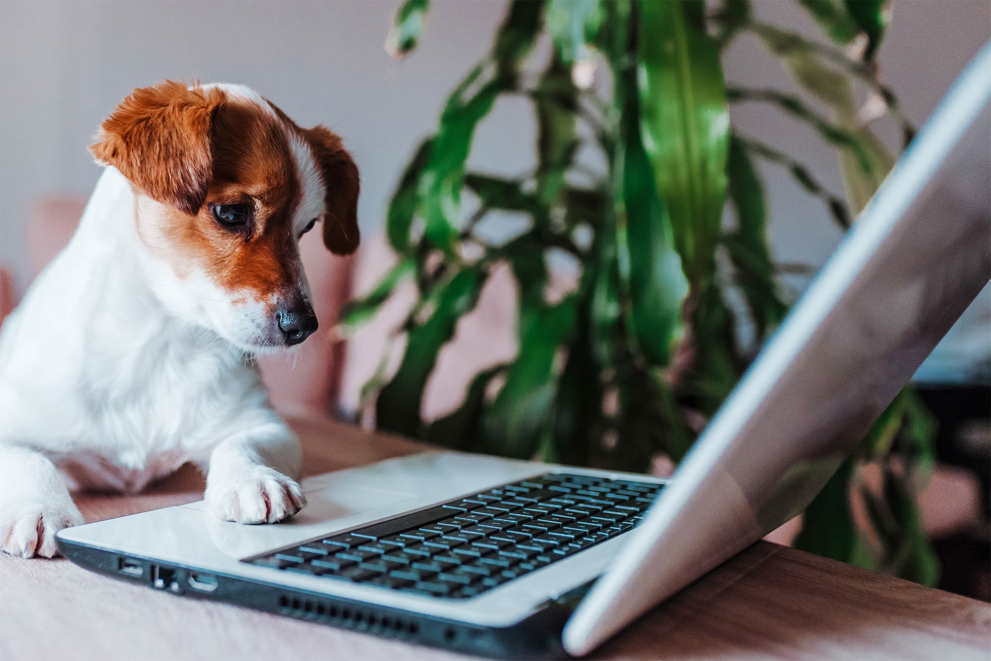 Puppy Looking At Laptop