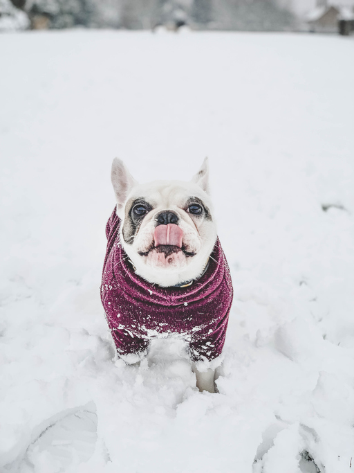 6 Ways to Keep Your Dog Safe in Winter in Chicago, IL