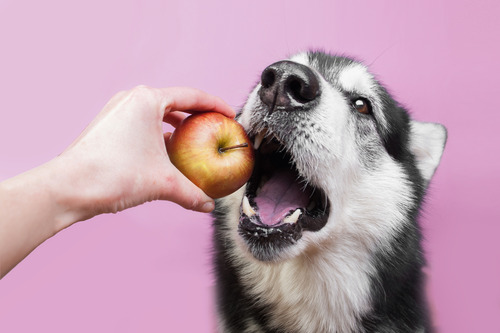 husky dog getting ready to take a bite of an apple held in their owner's hand