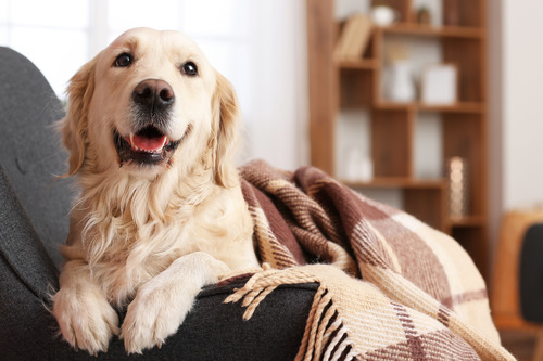golden retriever dog laying on the couch covered by a blanket