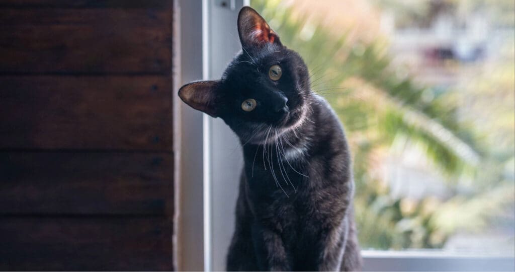 black cat sitting on a stool with head tilted at the camera