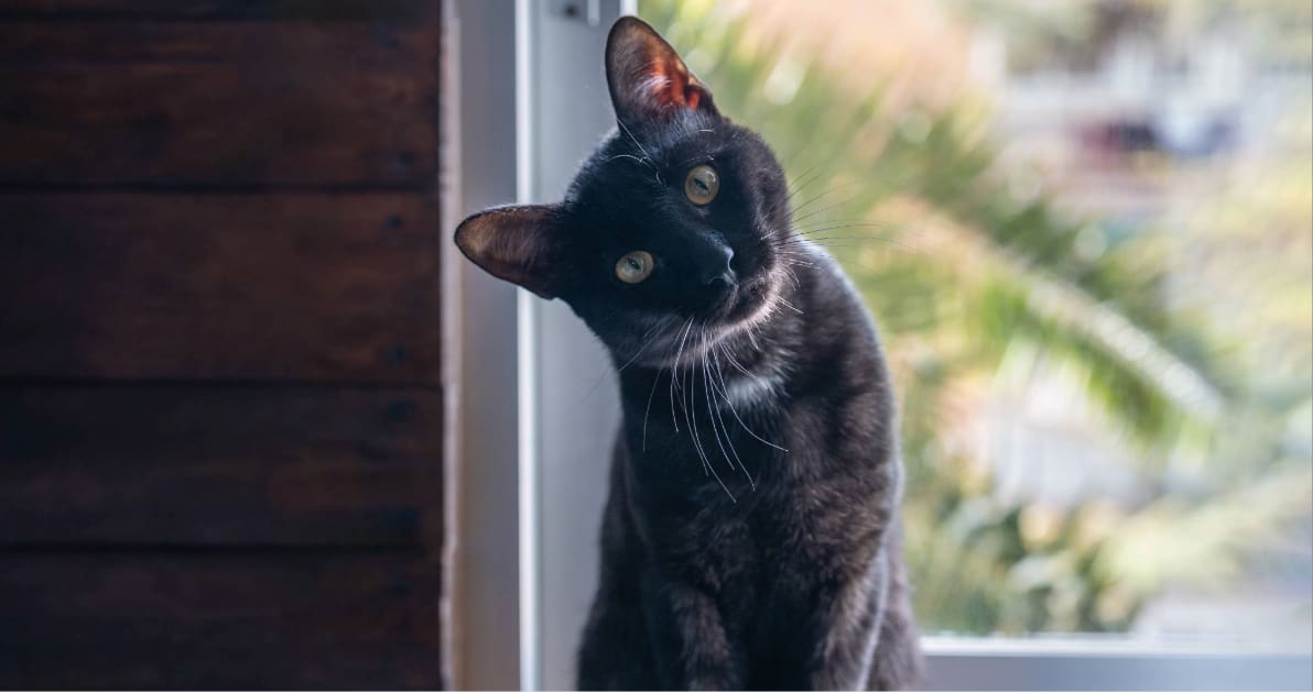 black cat sitting on a stool with head tilted at the camera