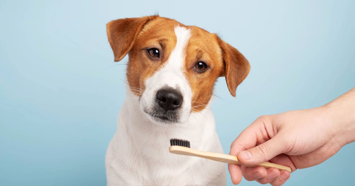 owner holding toothbrush for dog