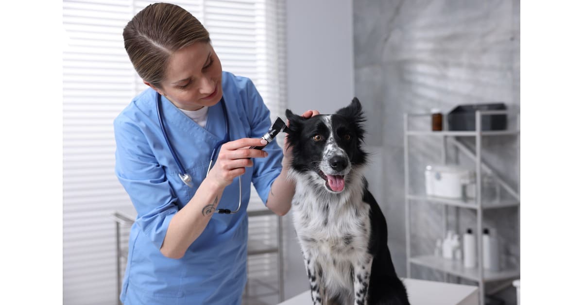 female vet examining border collie dog's ear at clinic