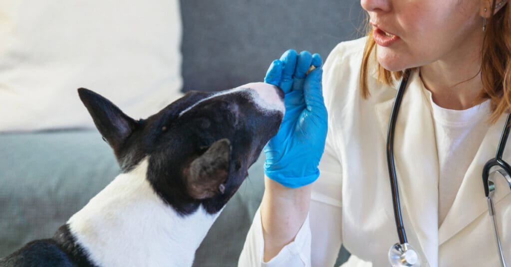 a Fear Free Certified vet giving a dog a treat during an appointment