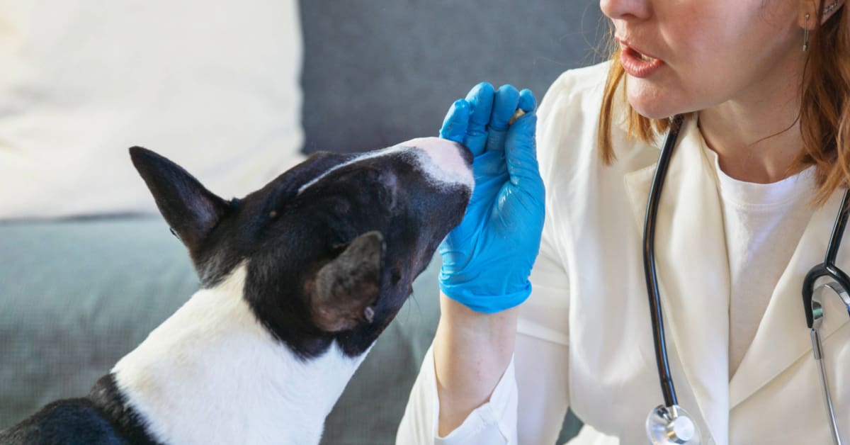 a Fear Free Certified vet giving a dog a treat during an appointment