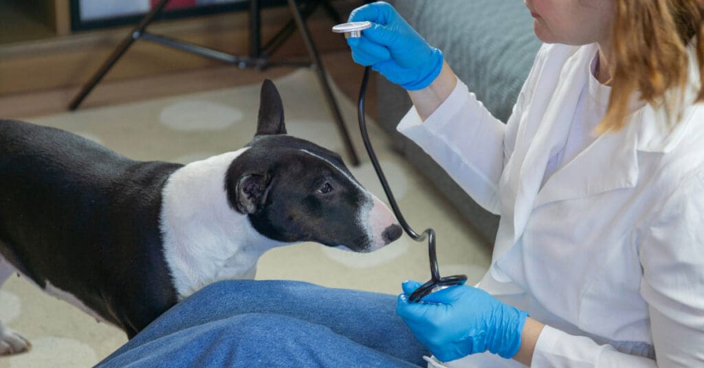 female vet sitting on the floor with a dog during an appointment