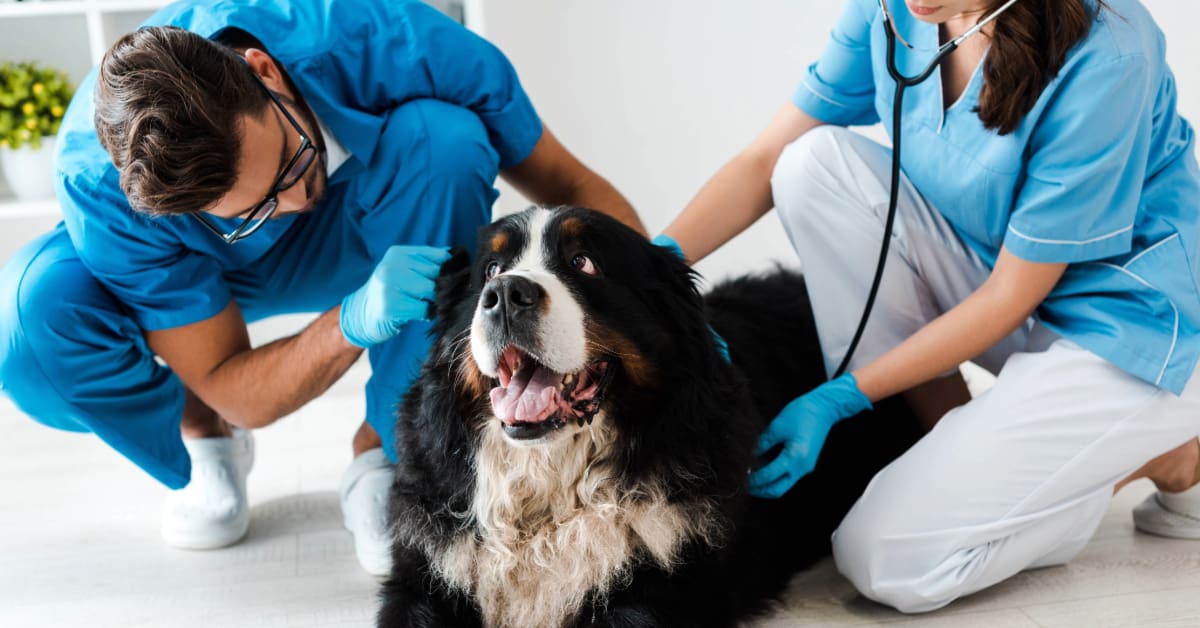 two vets examining Bernese Mountain dog while it lays on the floor at the clinic