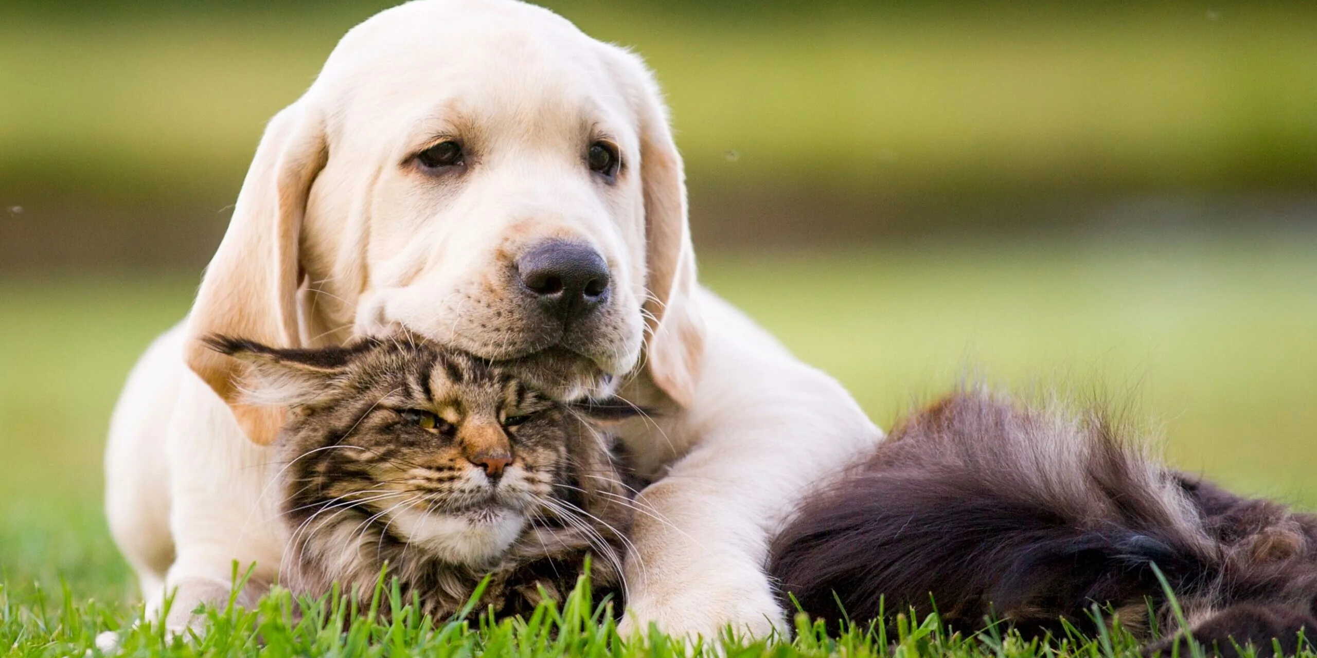 Cute Puppy An Cat Friendship