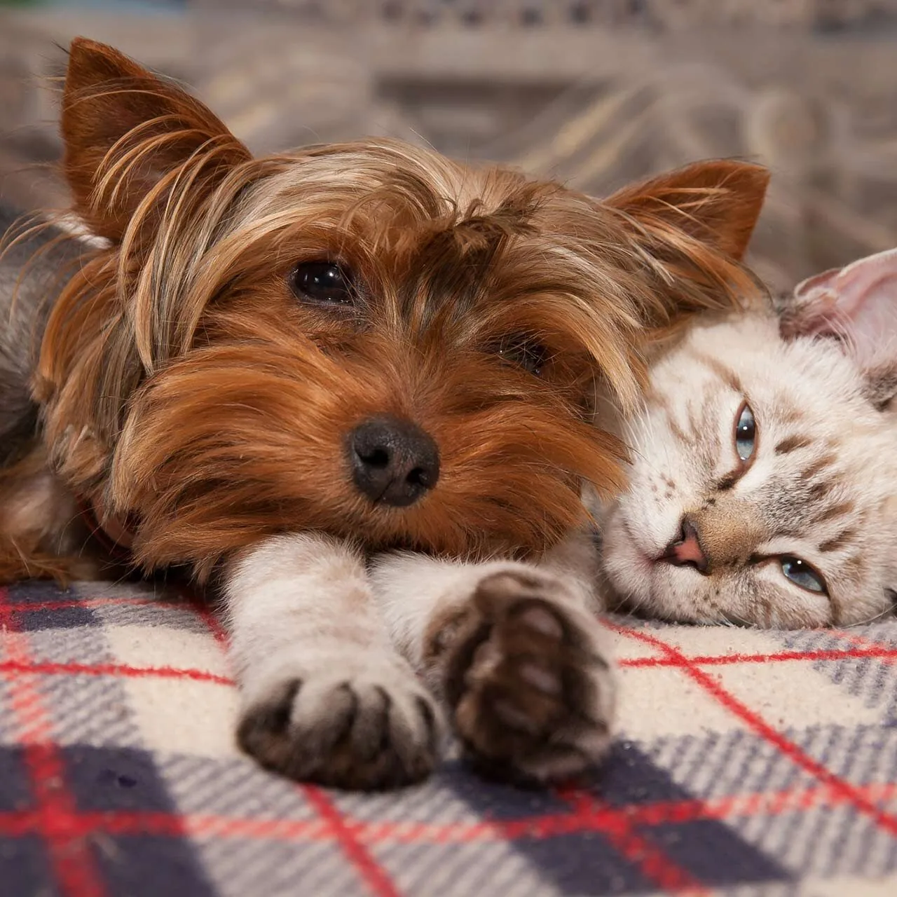 Cat And Dog Laying On Bed cat and dog allergies in south loop, chicago, il