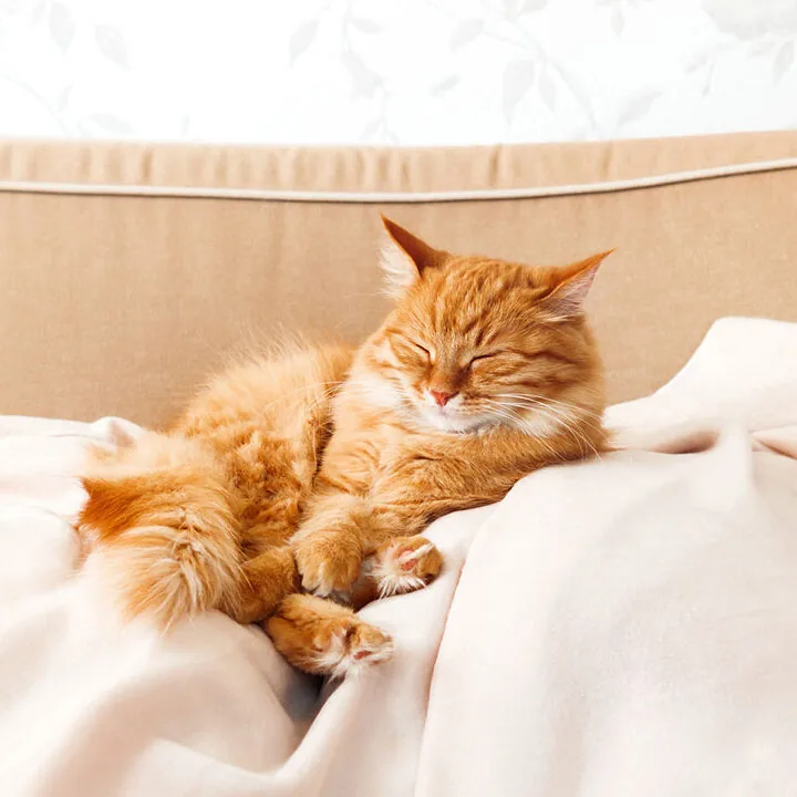 Cozy Ginger Cat Sleeping pet wellness exams in South Loop, Chicago, IL