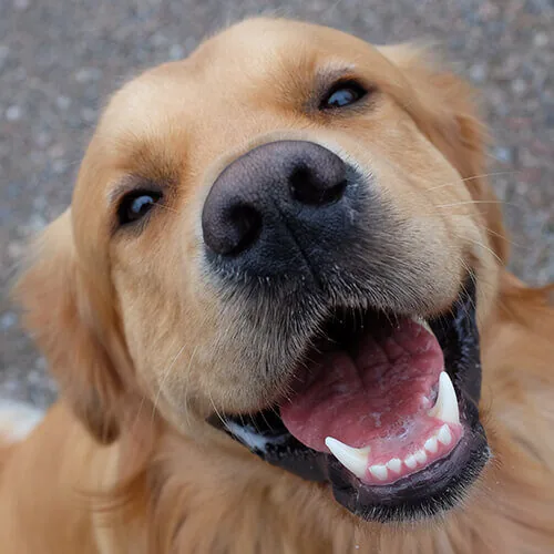 Happy Golden Retriever Happy Golden Retriever