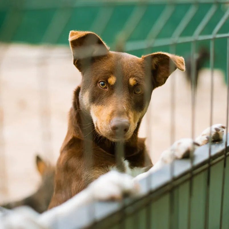 Pup At A Shelter spay and neuter in south loop, chicago, il