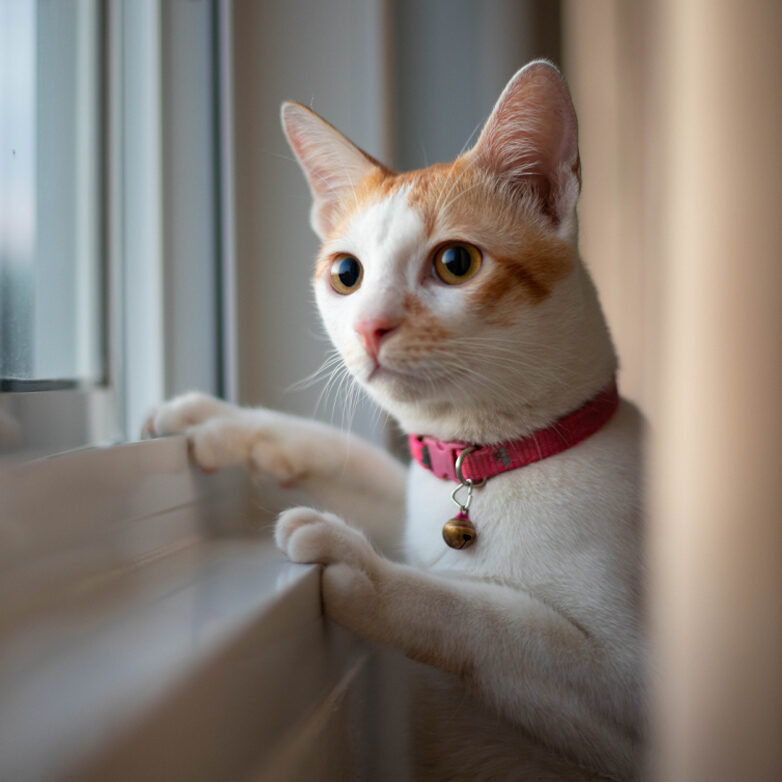 Cat At Windowsill Looking Out Window