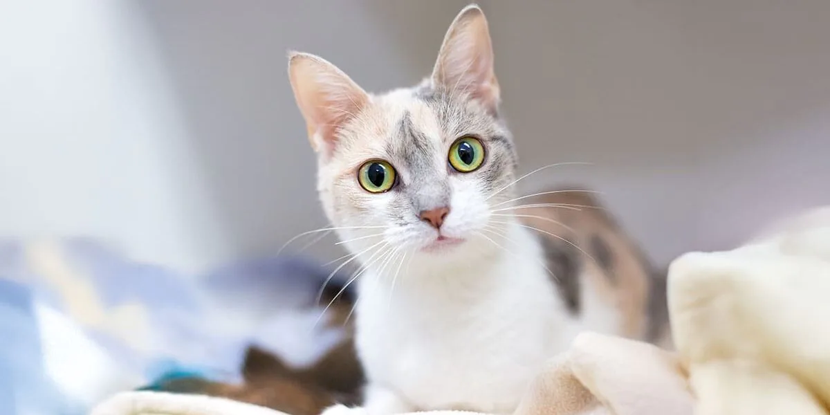 A Dilute Calico shorthair cat with a wide eyed expression