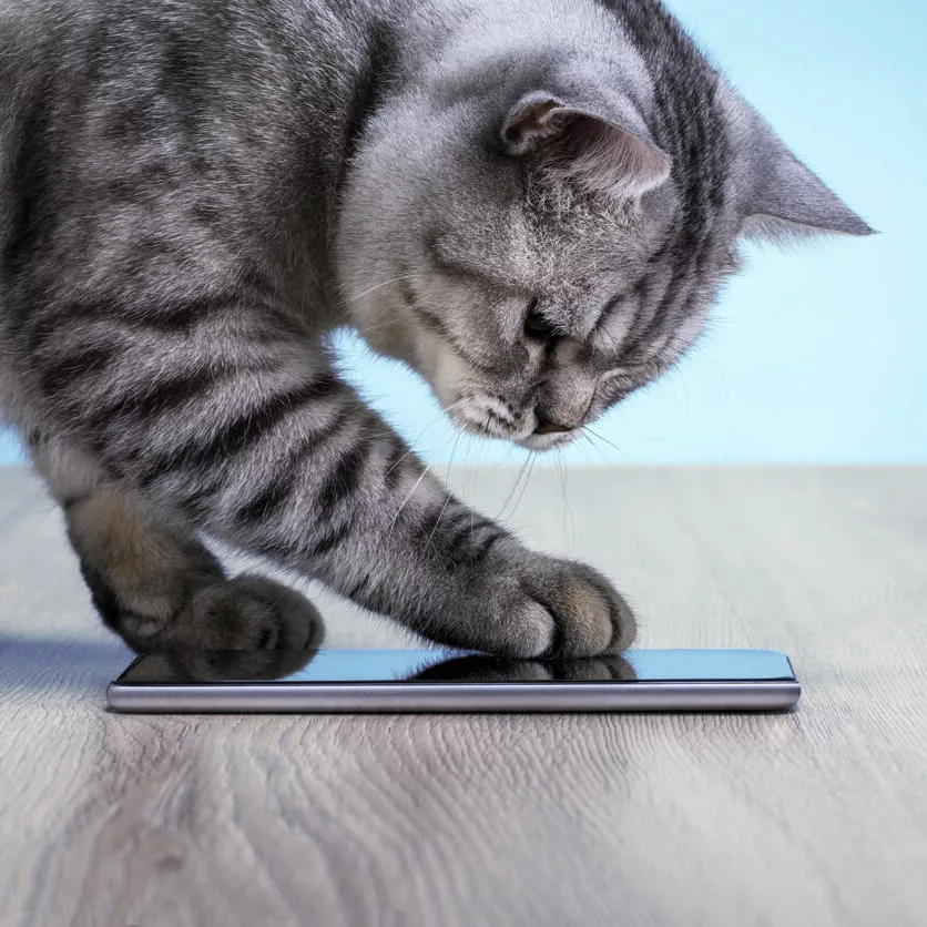Cat With Paw On Phone