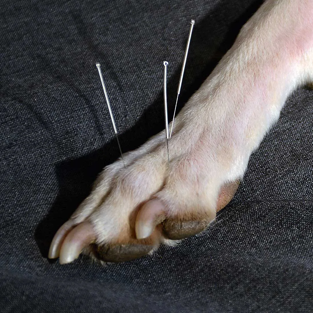 dog undergoing acupuncture treatment on its paw