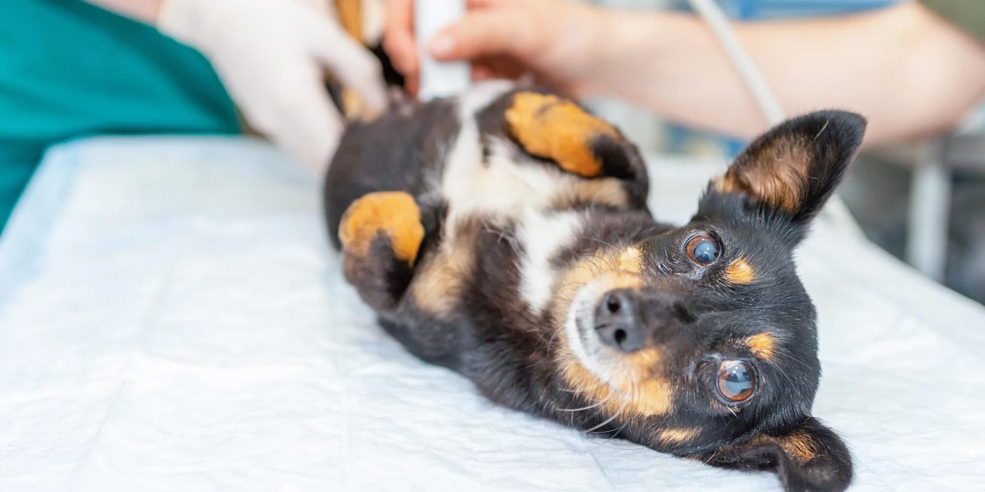 Dog Having Ultrasound Scan