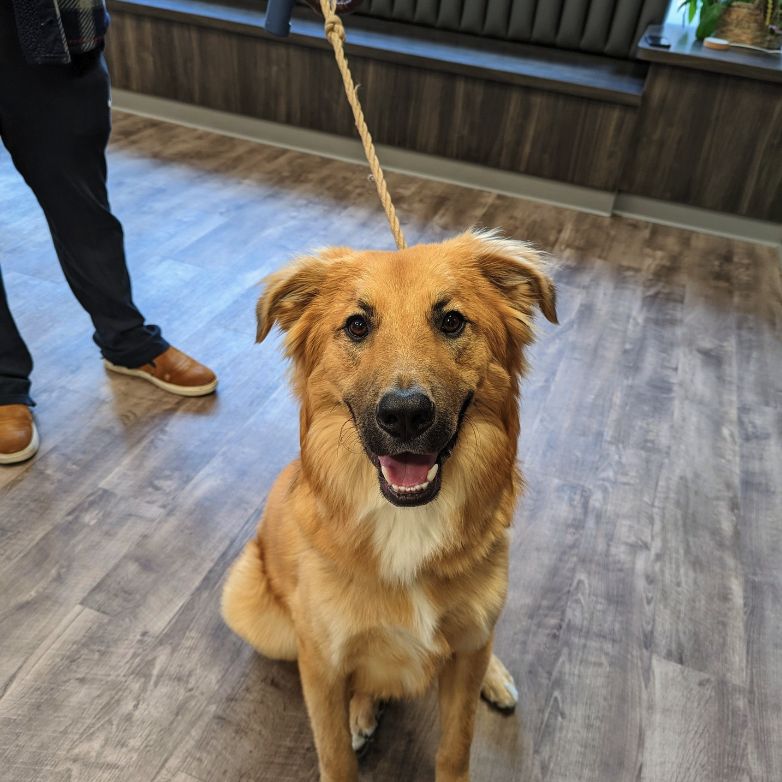 Happy Brown Shepherd Dog fear free certified practice